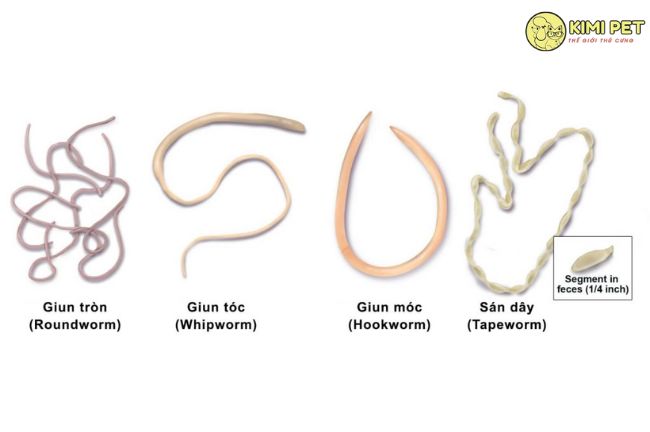 4 loại giun thường gặp ở chó