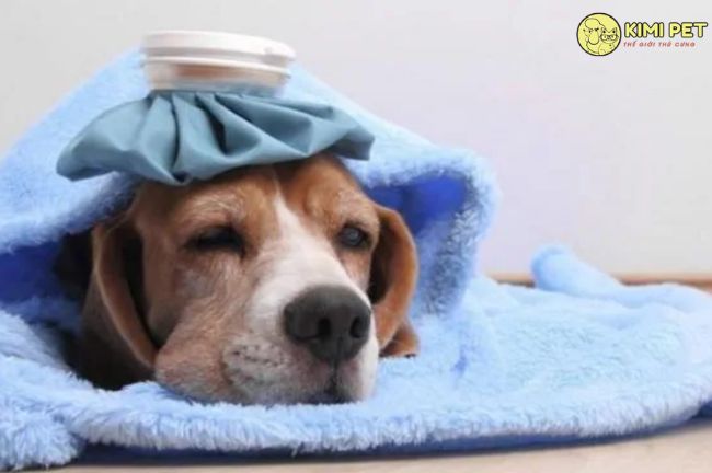 chú chó bị cảm cúm