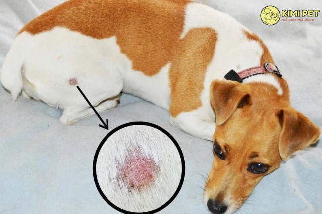 Chó bị nhiễm nấm