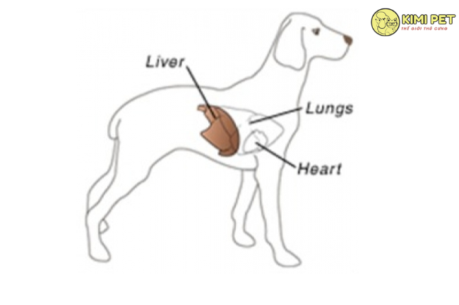 Bệnh viêm gan truyền nhiễm