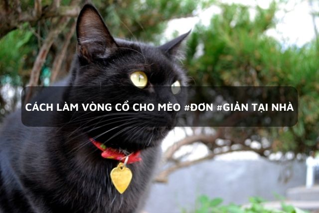 Vòng cổ cho chó mèo xích mạ vàng sang chảnh siêu ngầu Cutepets - Pet shop &  Grooming Spa Thú cưng Hà Nội