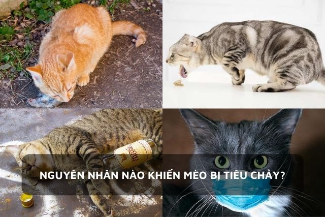 4 nguyên nhân chính khiến mèo bị tiêu chảy