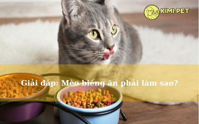 [GIẢI ĐÁP] Mèo biếng ăn phải làm sao -Tại sao mèo lại biếng ăn?