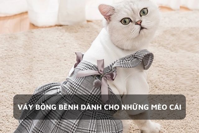Mèo cưng điệu đà với chiếc váy của mình
