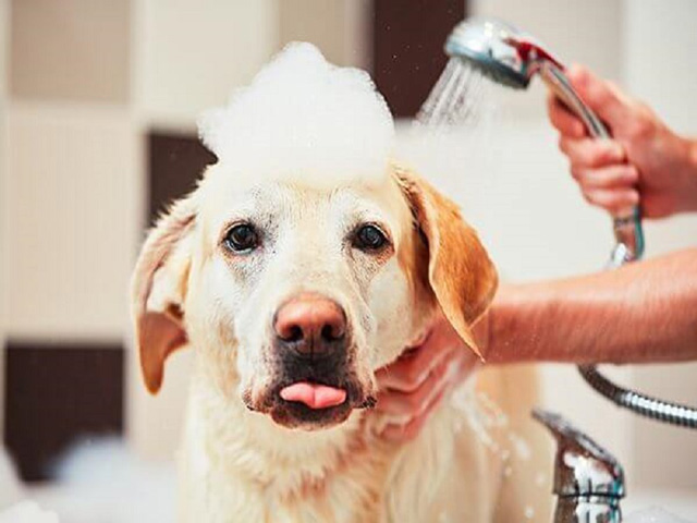 Tắm cho chó là việc rất quan trọng, cần làm thường xuyên