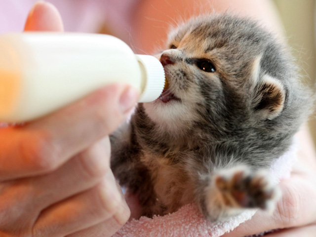 Cho mèo con uống sữa bằng bình