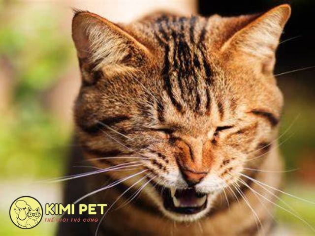 Tìm hiểu nguyên nhân và cách chữa mèo bị sổ mũi hắt xì