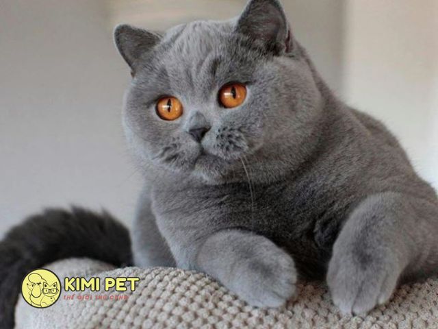 Màu phổ biến nhất của mèo Anh lông ngắn
