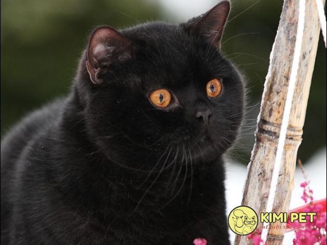 Mèo có bộ lông màu đen tuyền