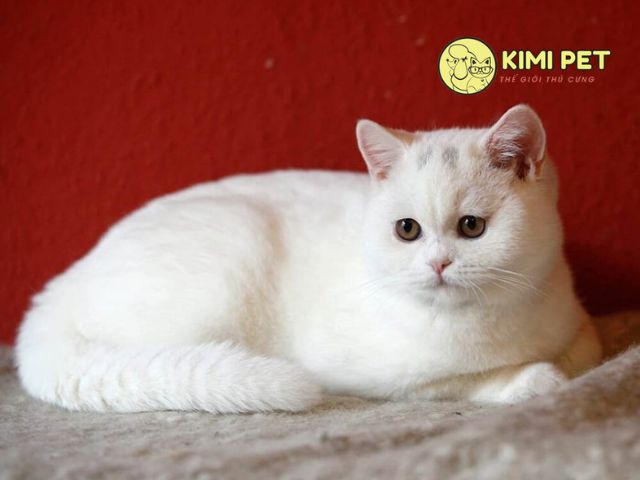 Mèo với bộ lông trắng như tuyết