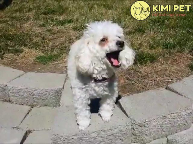Chó Poodle lông trắng