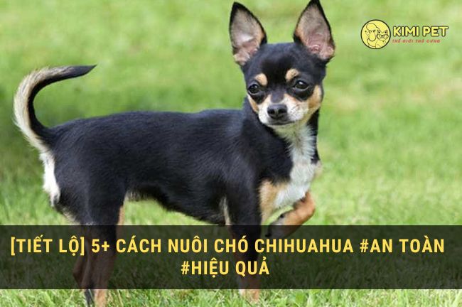 cach-nuoi-cho-chihuahua