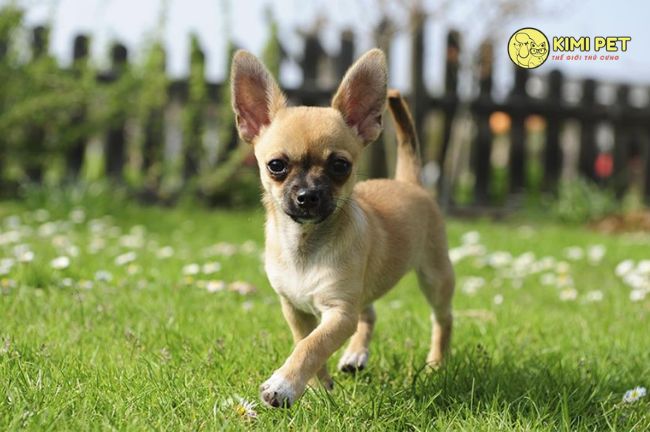 Các câu hỏi thường gặp