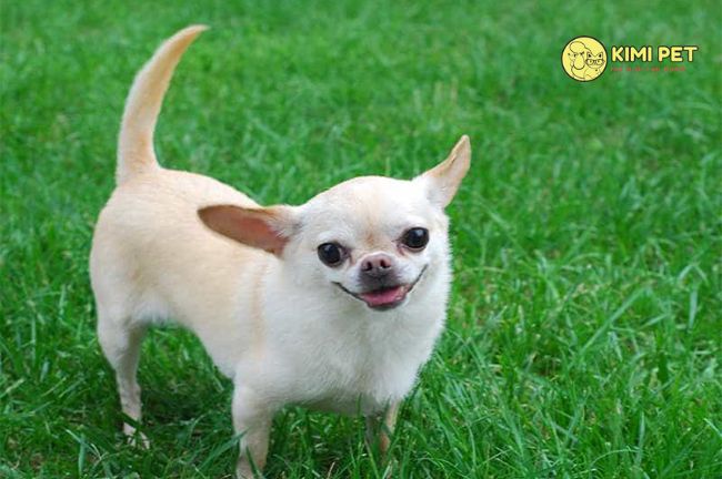 tìm hiểu giống chó chihuahua
