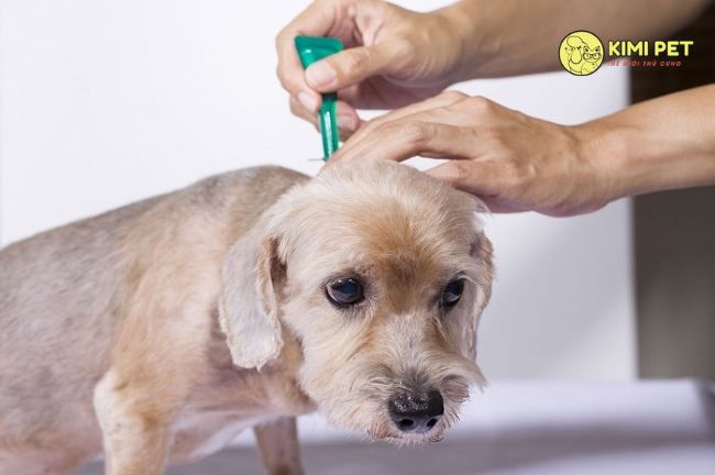 Nguyên nhân gây bệnh