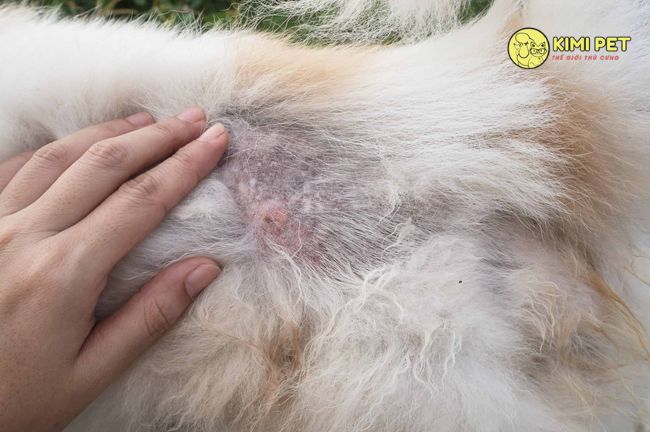 Triệu chứng của bệnh viêm da ở chó