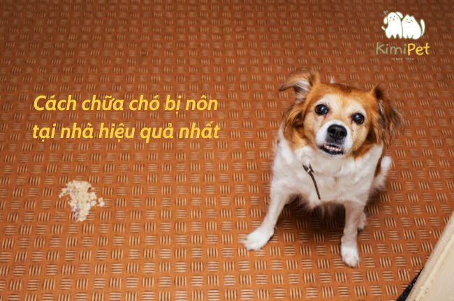 Cách chữa chó bị nôn tại nhà hiệu quả - an toàn