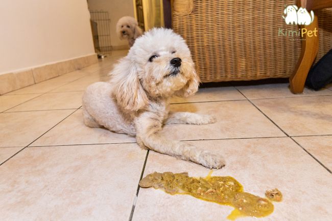 Một số triệu chứng khi chó bị nôn bỏ ăn bạn cần biết