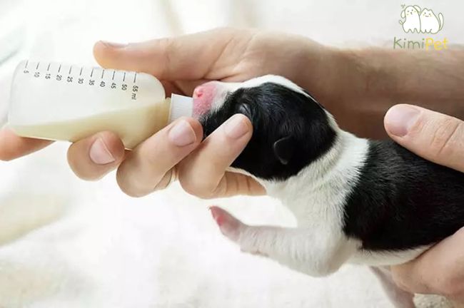 Cách chọn mua sữa cho chó sơ sinh