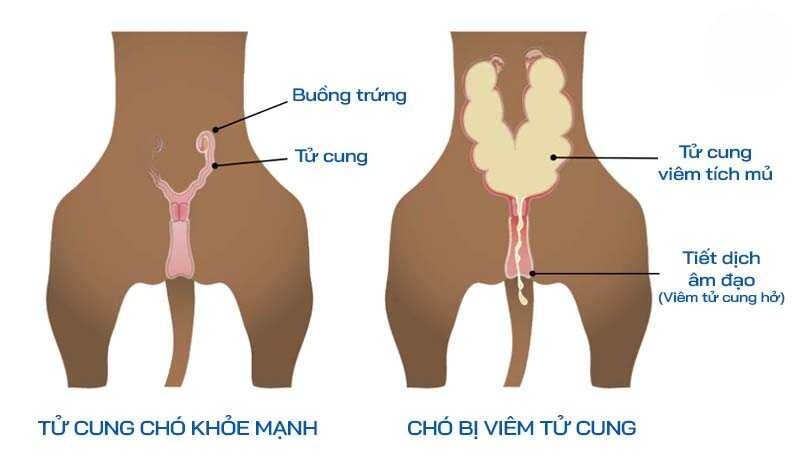 Cách nhận biết chó mắc bệnh thông qu biểu hiện chảy máu vùng kín