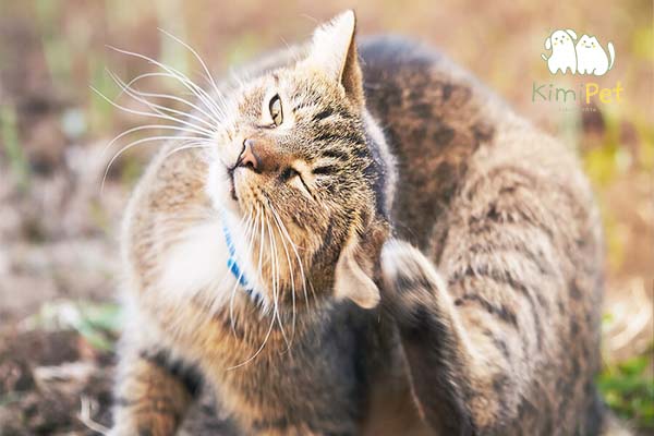 Mèo ngứa ngáy trong tai khi bị rận