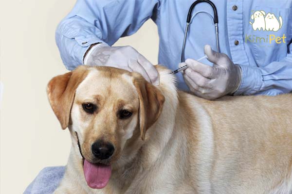 Tiêm vacxin phòng chống bệnh cho chó