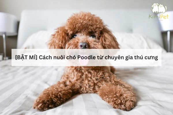 Hướng dẫn nuôi chó Poodle từ A-Z