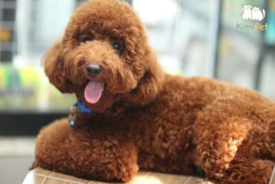 [BẬT MÍ] Cách nuôi chó Poodle từ chuyên gia thú cưng