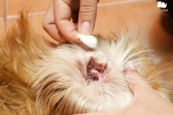 Hướng dẫn trị viêm tai cho Poodle Hướng dẫn trị viêm tai cho Poodle