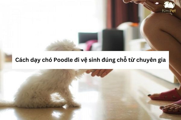 Các bước dạy chó Poodle đi vệ sinh đúng chỗ