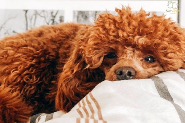 Dấu hiệu nhận diện chó bị viêm tai Dấu hiệu nhận diện chó bị viêm tai