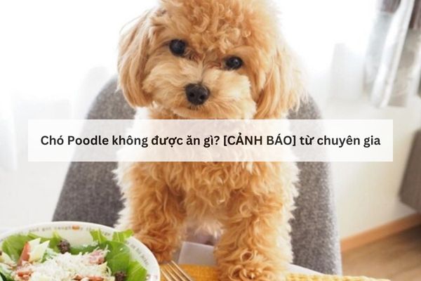 Giải đáp: chó Poodle không nên ăn gì?