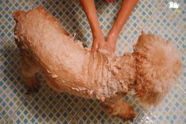 Tắm rửa cho chó đúng cách giúp phòng tránh bệnh viêm tai Tắm rửa cho chó đúng cách giúp phòng tránh bệnh viêm tai