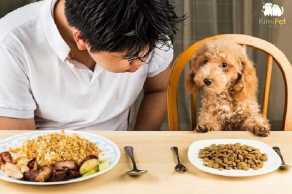 Bổ sung thêm những thực phẩm sạch, dễ tiêu hóa cho Poodle Bổ sung thêm những thực phẩm sạch, dễ tiêu hóa cho Poodle