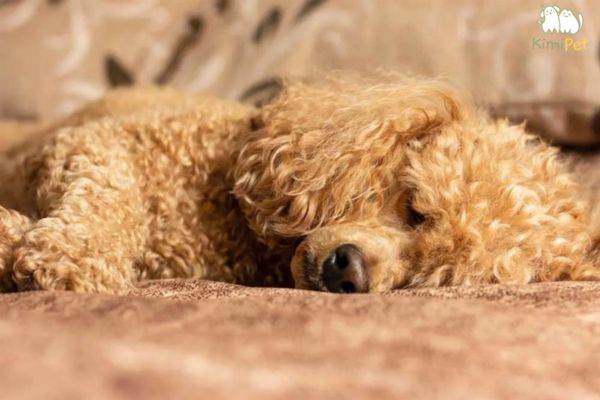 Chó Poodle có biểu hiện mệt mỏi khi bị tiêu chảy Chó Poodle có biểu hiện mệt mỏi khi bị tiêu chảy