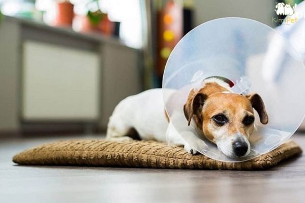 Đeo vòng cổ chống liếm cho chó đực sau khi triệt sản Đeo vòng cổ chống liếm cho chó đực sau khi triệt sản