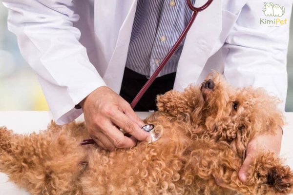 Đưa Poodle đi khám định kỳ Đưa Poodle đi khám định kỳ