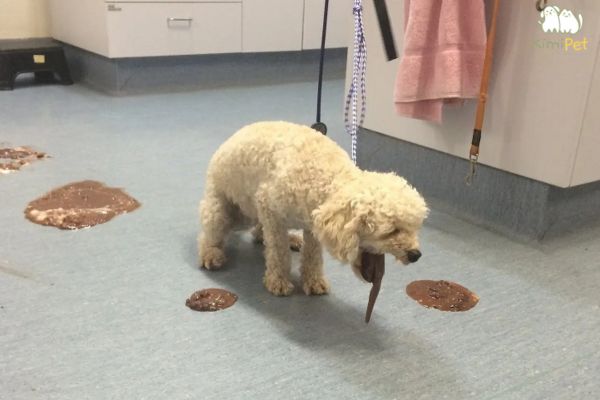 Nôn là triệu chứng luôn thấy được khi Poodle bị tiêu chảy Nôn là triệu chứng luôn thấy được khi Poodle bị tiêu chảy