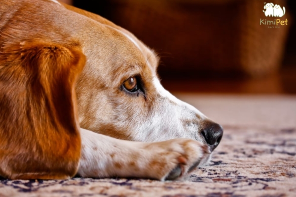 Chó bị nhiễm giun có thể gây nguy hiểm đến cả sức khoẻ của chó và chủ