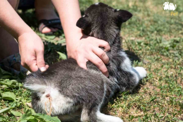 Nguyên nhân gây ra tình trạng chó bị nhiễm giun