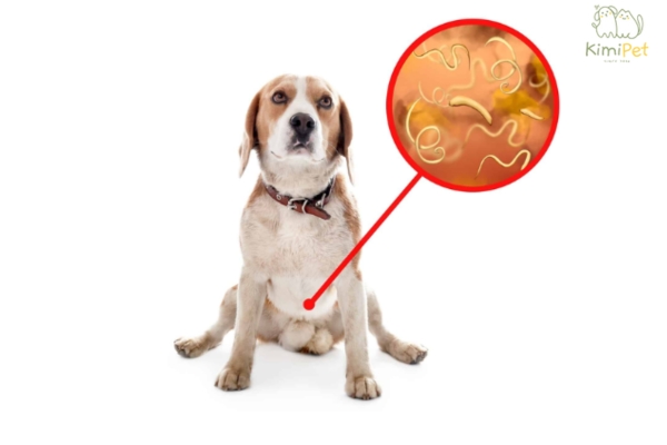 Một số cách chữa trị chó bị nhiễm giun, đi ngoài ra giun