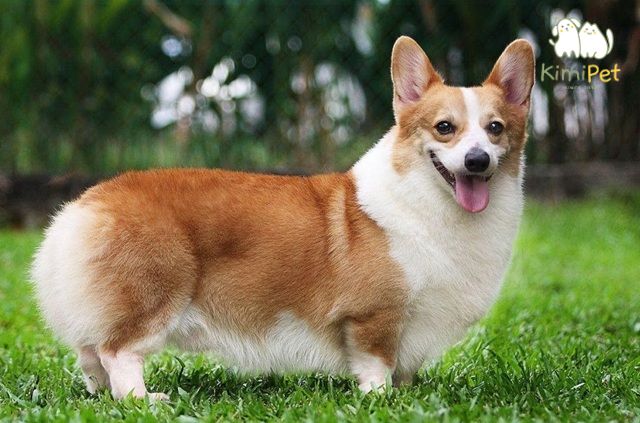 Chó Corgi với đôi chân ngắn, thân hình mũm mĩm và vẻ ngoài đáng yêu.