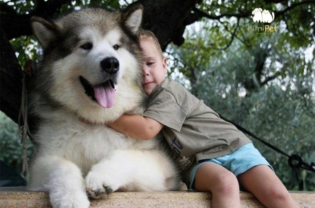 Chó Alaska rất thích chơi đùa với trẻ em