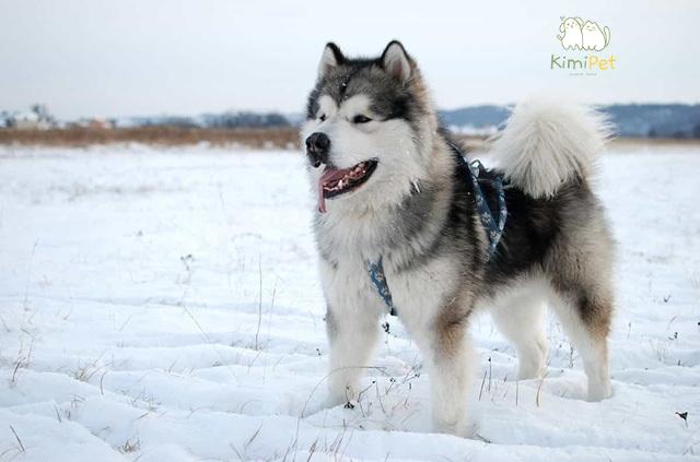 Chó Alaska thu hút bởi ngoại hình nổi bật