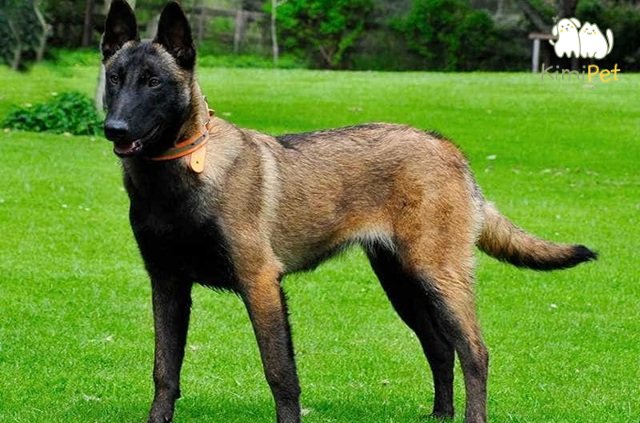 Chó Becgie Bỉ có thân hình thon gọn, dáng đứng khỏe khoắn.