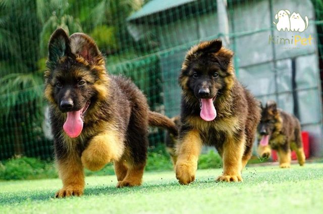 Quan sát chó vận động để phát hiện các vấn đề về khớp hoặc di truyền.