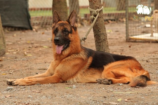 Chó Becgie nổi tiếng với ngoại hình mạnh mẽ và tính cách thông minh.