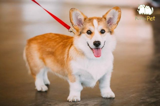 Giá Corgi thuần chủng phụ thuộc vào nhiều yếu tố như nguồn gốc, ngoại hình, độ thuần chủng.