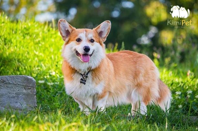Chó Corgi thuần chủng có thân dài hơn so với chiều cao, dáng người mập mạp nhưng chắc khỏe.