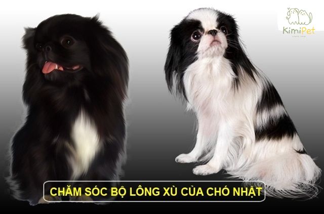 Chó lông xù màu đen mang đến cảm giác cá tính, tạo ấn tượng mạnh mẽ.